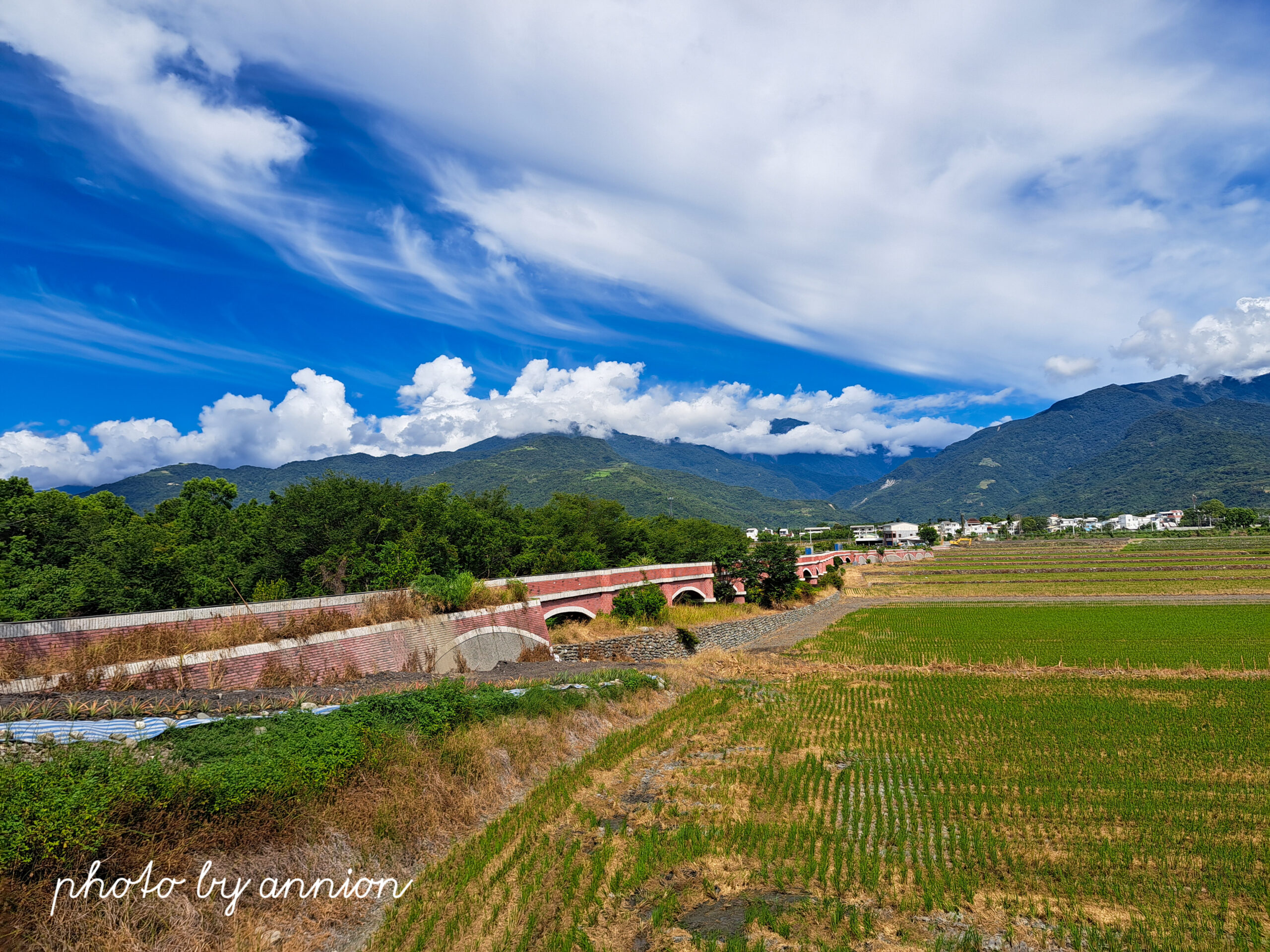 台東景點│二層坪水橋：美不勝收的波斯菊花海風情