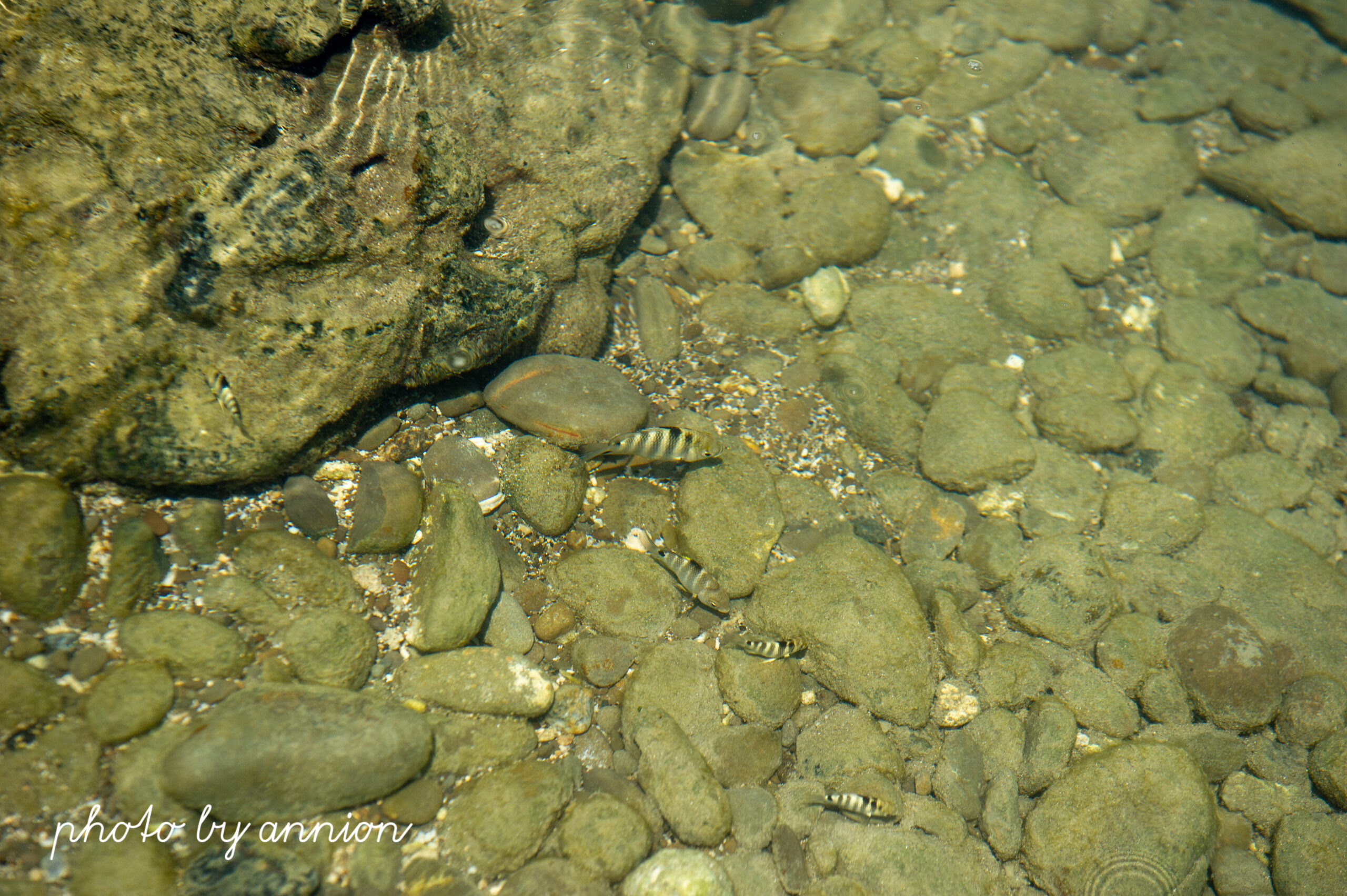 台東景點：看海看魚玩水趣 東海岸熱門親子景點 富山護魚區